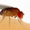 Elevate Learning: Live Drosophila Melanogaster 30/Stage Unleashes Genetic Exploration
