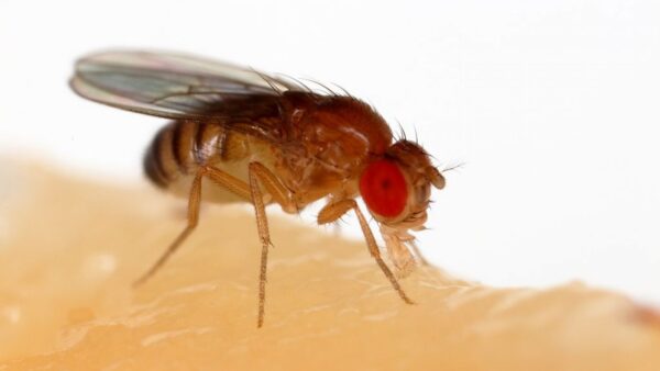 Elevate Learning: Live Drosophila Melanogaster 30/Stage Unleashes Genetic Exploration