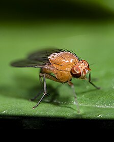 Unleash Learning Potential with Drosophila Flies Vestigial 30/Stage - Explore Genetics Now!