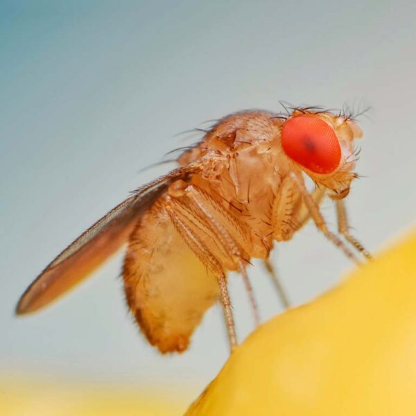 Unlock Genetics: Live Drosophila Fruit Flies for Dynamic Learning