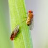 Ignite Discovery with Drosophila Ebony Vestigial 30/Stage - Unveil Genetic Wonders!