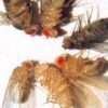 Unleash Genetics: Drosophila Live Melanogaster 30/Stage for Dynamic Learning!