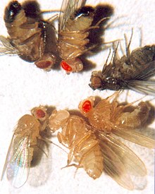 Unleash Genetics: Drosophila Live Melanogaster 30/Stage for Dynamic Learning!