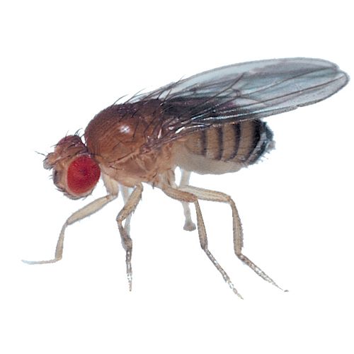 Unleash Genetics with Drosophila Melanogaster Virgin 30/Stage - Transform Your Learning!