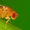 Ignite Genetics: Drosophila Vestigial Wing 30/Stage Unleashed for Dynamic Learning!