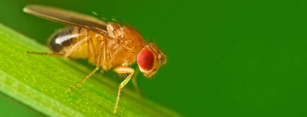 Ignite Genetics: Drosophila Vestigial Wing 30/Stage Unleashed for Dynamic Learning!