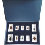 Pest Specimen 10 Types/Kit