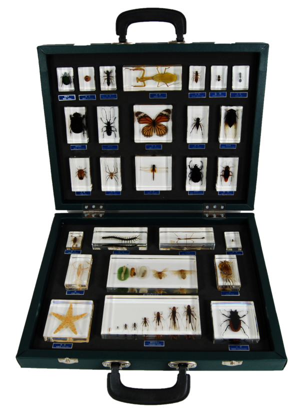Insect Specimen Collection 27Types/Set