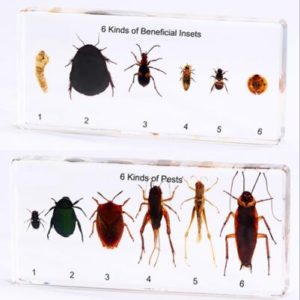 Beneficial and Pest Insect Kit