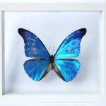 Preserved Adult Butterfly Specimen