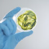 Alga Gro Kit 20ml