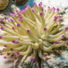 Living Organism Anemone 5/Pack