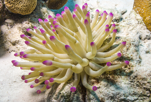 Living Organism Anemone 5/Pack