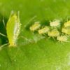 Preserved Aphids Specimen 10/Pack