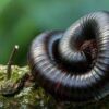 Educational Adult Giant Millipedes