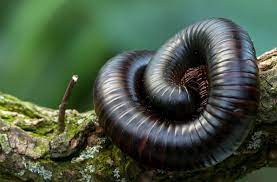 Educational Adult Giant Millipedes