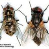 Adult House Fly 100/Pack