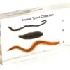 arthropod specimens for study