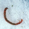 Aquatic Blood-Worm Chironomous 100/pack