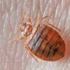 Preserved Bed Bug Specimen