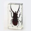 Preserved Beetle Specimen 10/Pack