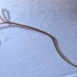 Blackworms Lumbriculus Variegatus 30/Pack