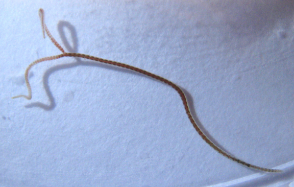 Blackworms Lumbriculus Variegatus 30/Pack