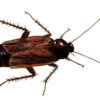 Blatta Orientals Cockroach 100/Pack