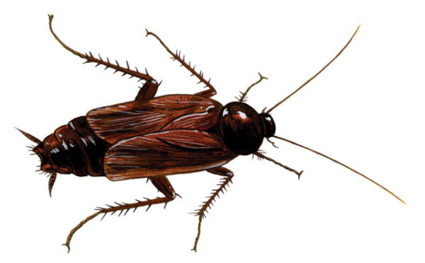 Blatta Orientals Cockroach 100/Pack