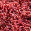 Blood Worm Chironomous 10/Pack