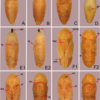Preserved Blowfly Pupae Specimen