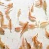 Brine Shrimp Culture 65ml