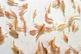 Brine Shrimp Culture 65ml
