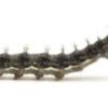 Preserved Butterfly Larvae Specimen