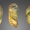 Preserved Butterfly Pupae Specimen
