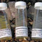 Bacillus Megaterium +Nutrient Agar