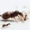 Black Ant Lasius-Niger 100/Kit
