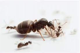 Black Ant Lasius-Niger 100/Kit