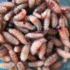 Live Blowfly Maggots 100/Pack