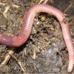 Brandling Worm Foetida Pk/100