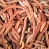 Brandling Worm Media 1kg