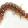 Live Caddisfly Larvae Pk/10