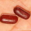 Cockroach Egg Cases 10/Pack
