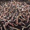 Composter Worms Dendrobena 500g