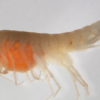 Adult Crangonyx Mixed 100/Pack