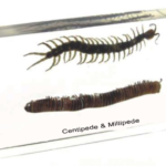 Plastic Embedded Centipede Millipede