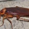 Cockroach Periplaneta Americana 5/Pack