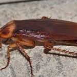 Cockroach Periplaneta Americana 5/Pack