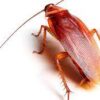 Cockroach Periplaneta Female 10/Pack