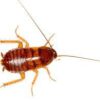 Cockroach Nymphs Periplaneta 10/Pack